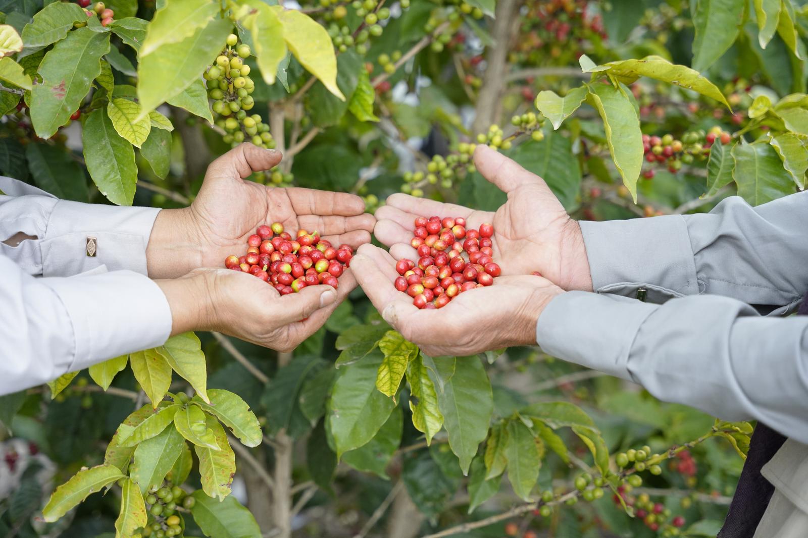 Terrasses de café dans les montagnes du Yémen